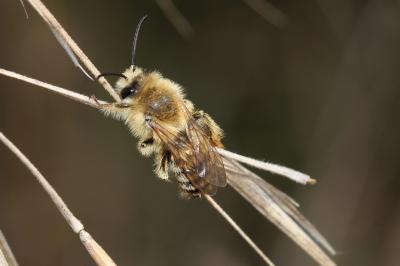  Dasypoda hirtipes (Fabricius, 1793)