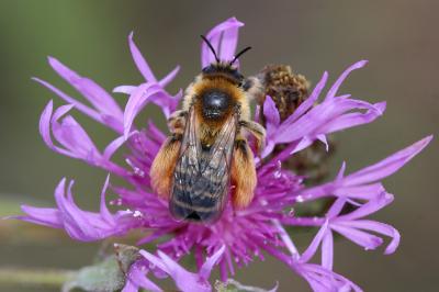  Dasypoda hirtipes (Fabricius, 1793)
