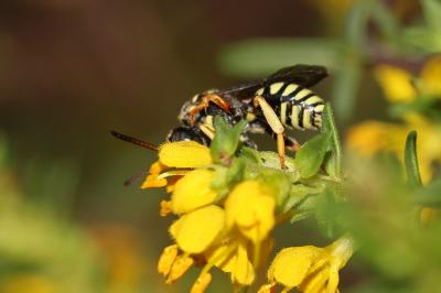  Nomada flavopicta (Kirby, 1802)
