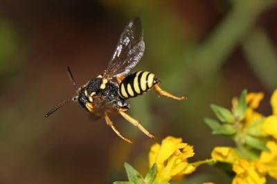  Nomada flavopicta (Kirby, 1802)