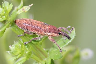  Pseudocleonus grammicus (Panzer, 1789)