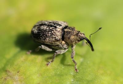  Ceutorhynchus pallidactylus (Marsham, 1802)