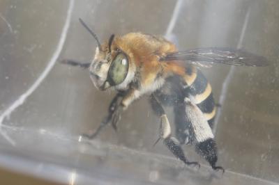 Amégille à quatre bandes Amegilla quadrifasciata (Villers, 1789)
