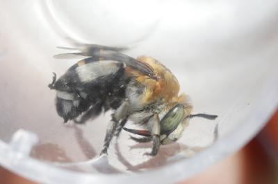 Amégille à quatre bandes Amegilla quadrifasciata (Villers, 1789)