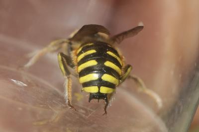 Abeille cotonnière, Anthidie cotonnière Anthidium manicatum (Linnaeus, 1758)