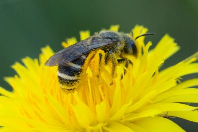  Halictus scabiosae (Rossi, 1790)