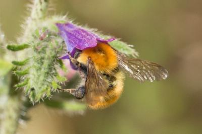 Bourdon des champs Bombus pascuorum (Scopoli, 1763)