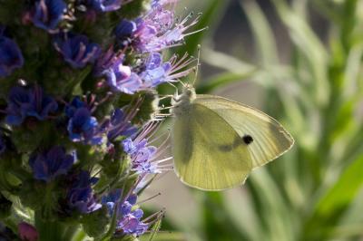 Piéride de la Rave (La), Petit Blanc du Chou (Le), Pieris rapae (Linnaeus, 1758)