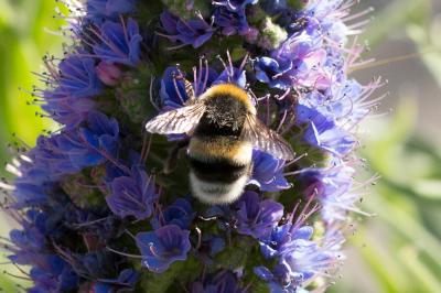 Bourdon terrestre (Le) Bombus terrestris (Linnaeus, 1758)