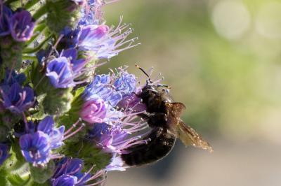 Abeille charpentière, Xylocope violet Xylocopa violacea (Linnaeus, 1758)