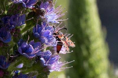 Zygène de la Petite coronille (La) Zygaena fausta (Linnaeus, 1767)