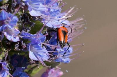  Stictoleptura cordigera (Fuessly, 1775)