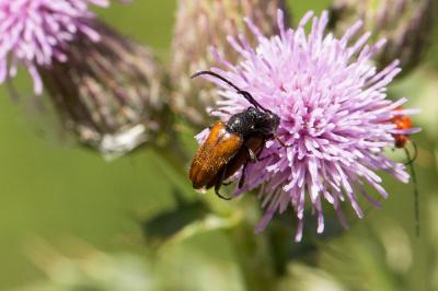 Pseudovadonie livide Pseudovadonia livida (Fabricius, 1777)