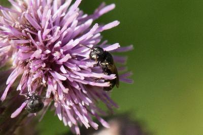  Hylaeus communis Nylander, 1852
