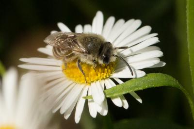  Colletes abeillei Pérez, 1903