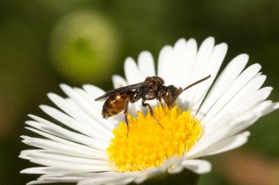 Nomada flavoguttata (Kirby, 1802)