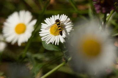  Sphaerophoria scripta (Linnaeus, 1758)