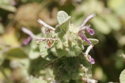  Ballota pseudodictamnus