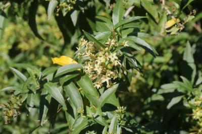  Cestrum aurantiacum Lindl., 1844