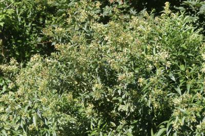  Cestrum aurantiacum Lindl., 1844