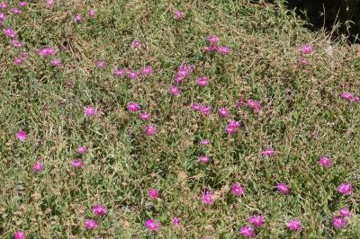  Delosperma sutherlandii