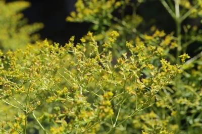  Euphorbia ceratocarpa