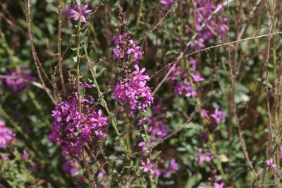 Lythrum en forme de baguette Lythrum virgatum L., 1753