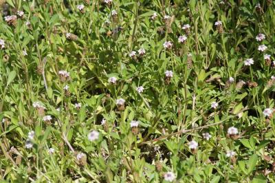 Phyla à fleurs nodales Phyla nodiflora (L.) Greene, 1899