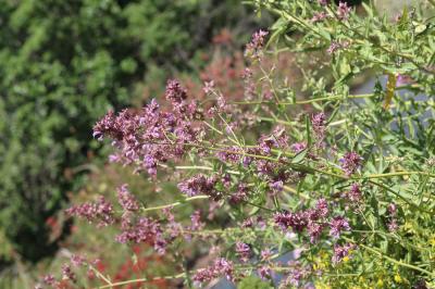  Salvia canariensis L., 1753