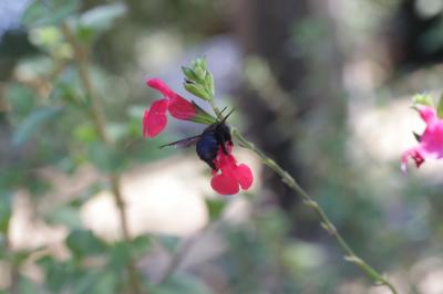 Sauge à petites feuilles Salvia microphylla Kunth, 1818