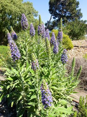  Echium candicans L.f., 1782