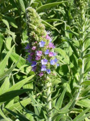  Echium candicans L.f., 1782