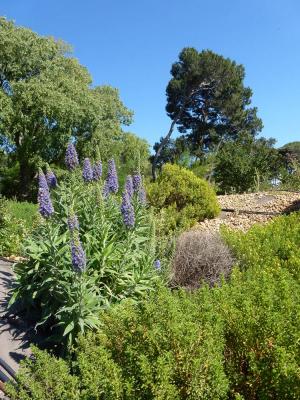  Echium candicans L.f., 1782