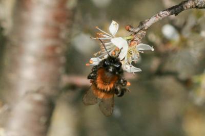  Andrena fulva (Müller, 1766)