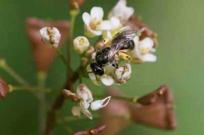  Lasioglossum Curtis, 1833