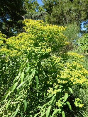  Euphorbia ceratocarpa