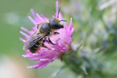  Osmia Panzer, 1806