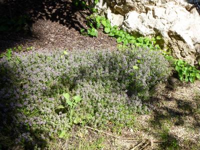 Thym à pilosité variable Thymus polytrichus A.Kern. ex Borbás, 1890