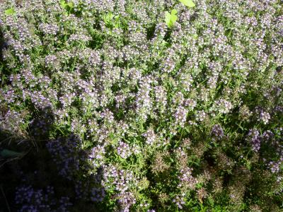 Thym à pilosité variable Thymus polytrichus A.Kern. ex Borbás, 1890