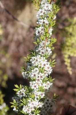  Leptospermum grandiflorum
