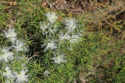  Melaleuca armillaris