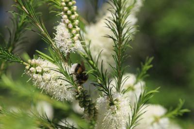  Melaleuca armillaris