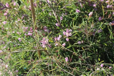  Melaleuca gibbosa