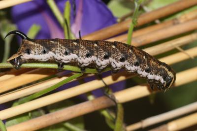 Sphinx du Liseron (Le) Agrius convolvuli (Linnaeus, 1758)