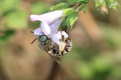 Héliophile commune Anthophora bimaculata (Panzer, 1798)