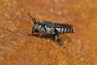  Coelioxys Latreille, 1809