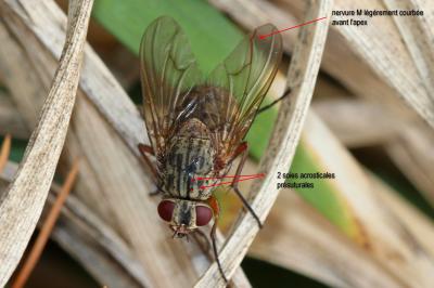  Phaonia valida (Harris, 1780)