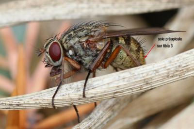  Phaonia valida (Harris, 1780)