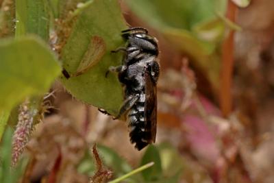  Megachile apicalis Spinola, 1808
