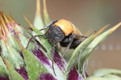  Zonitis immaculata (Olivier, 1789)